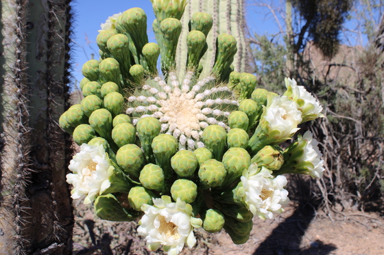 Saguaro National Park