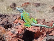 Petrified Forest National Park 