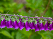 Olympic National Park