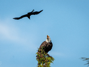 Brave Crow attacking a Bald Eagle