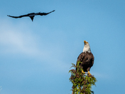 Brave Crow attacking a Bald Eagle