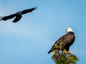 Brave Crow attacking a Bald Eagle