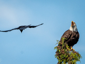 Brave Crow attacking a Bald Eagle