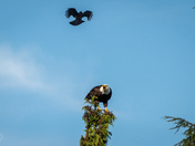 Brave Crow attacking a Bald Eagle