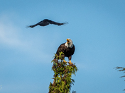 Brave Crow attacking a Bald Eagle