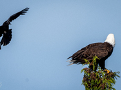 Brave Crow attacking a Bald Eagle