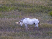 Theodore Roosevelt National Park