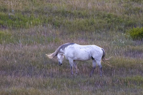 Theodore Roosevelt National Park