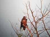 Juvenile Bald Eagle Watching a Sunset