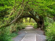 Olympic National Park