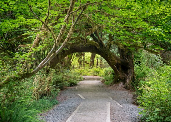 Olympic National Park