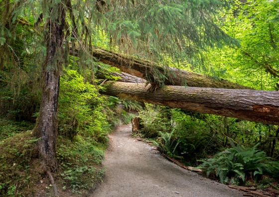 Olympic National Park