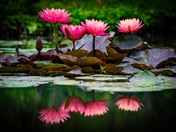 Kenilworth Park and Aquatic Gardens 