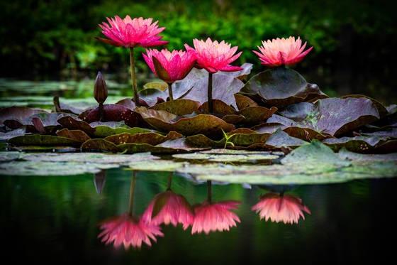 Kenilworth Park and Aquatic Gardens 