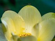 Kenilworth Park and Aquatic Gardens