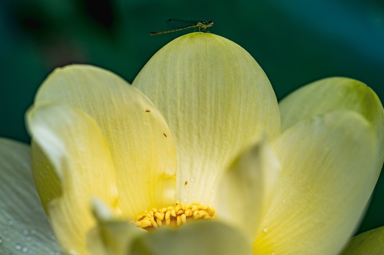 Kenilworth Park and Aquatic Gardens