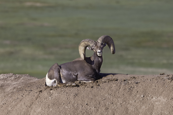 Badlands National Park