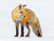 Yellowstone National Park