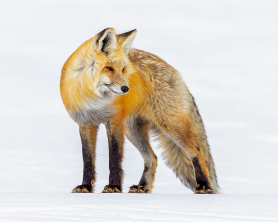 Yellowstone National Park