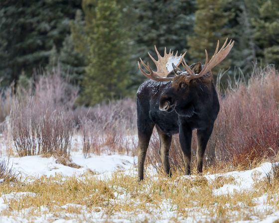 Yellowstone National Park