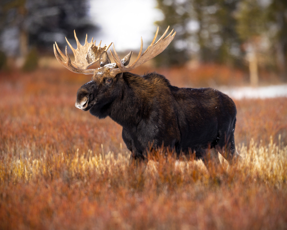 Yellowstone National Park