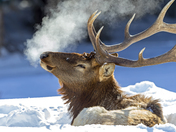 Yellowstone National Park