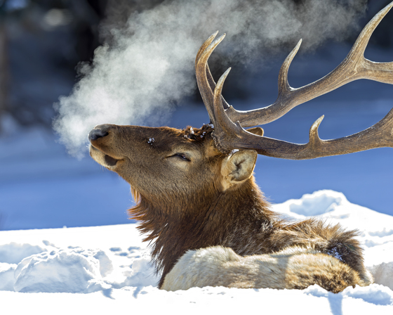 Yellowstone National Park