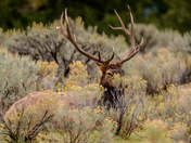 Yellowstone National Park