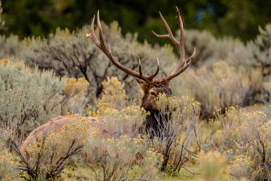 Yellowstone National Park
