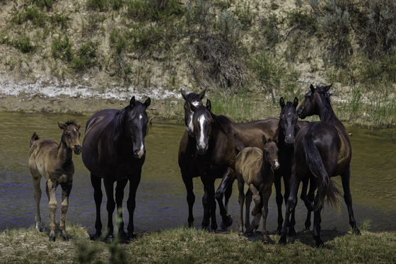Little Missouri National Grassland