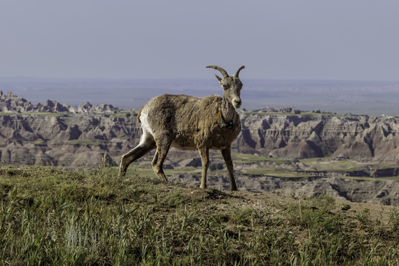 Badlands National Park