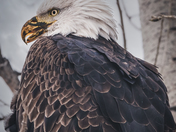 Eagle eyed