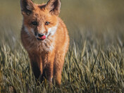 Fox Kits