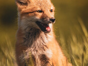 Fox Kits