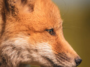 Fox Kits
