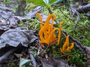 Clavulinopsis aurantiocinnabarina
