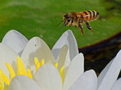 Covered in gold dust