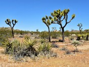 Joshua Tree National Park