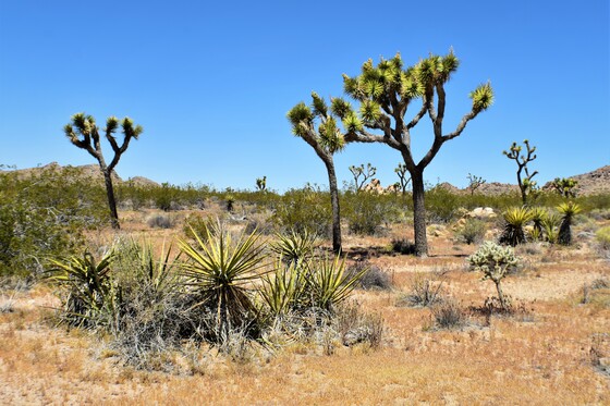 Joshua Tree National Park