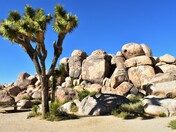 Joshua Tree National Park