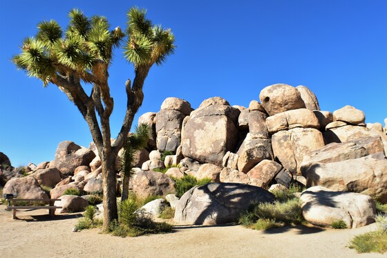 Joshua Tree National Park