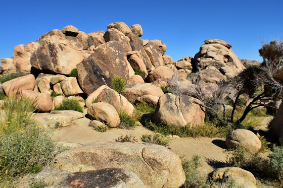 Joshua Tree National Park 