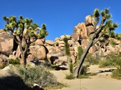 Joshua Tree National Park