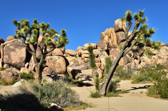 Joshua Tree National Park