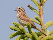Song Sparrow