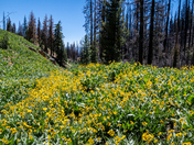 Lassen Volcanic National Park