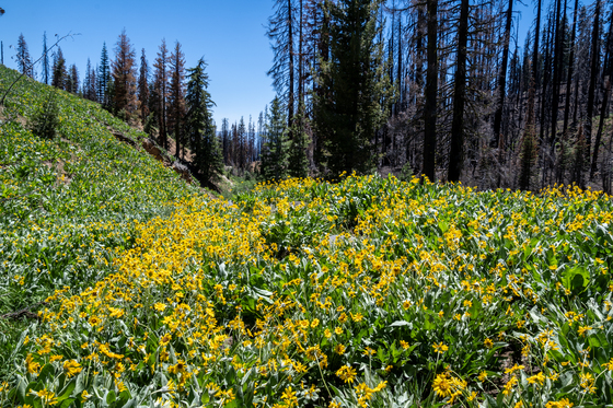 Lassen Volcanic National Park