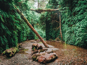 Fern Canyon, Redwood National and State Parks
