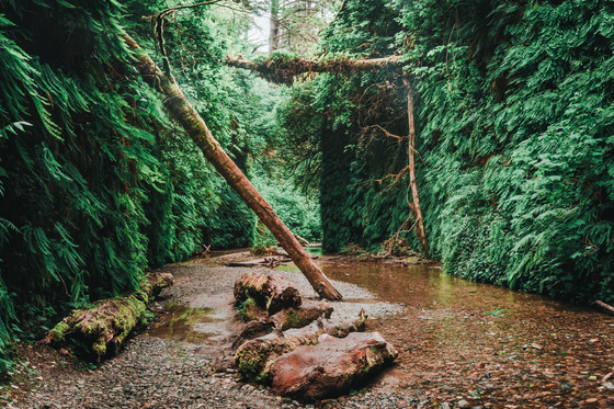 Fern Canyon, Redwood National and State Parks