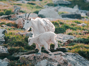 Mount Evans Recreation Area & Scenic Byway